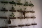 Project : Hanging Garden in my lab